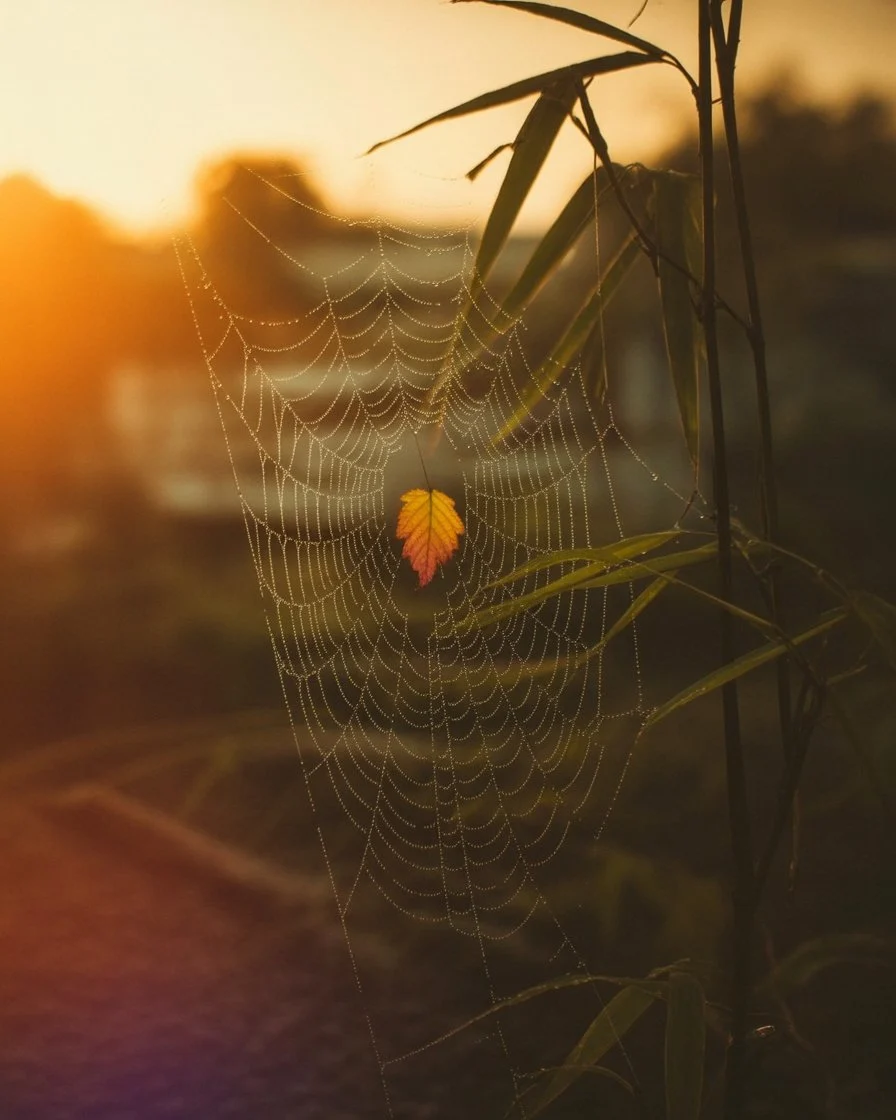 ভোরের আলোয় মাকড়সার জালে আটকে থাকা একটি রঙিন পাতার ছবি, যা মানুষের অস্তিত্ব, বাস্তবতা এবং চিন্তার এক অনন্ত ফাঁদের মনস্তাত্ত্বিক রূপককে ফুটিয়ে তোলে।