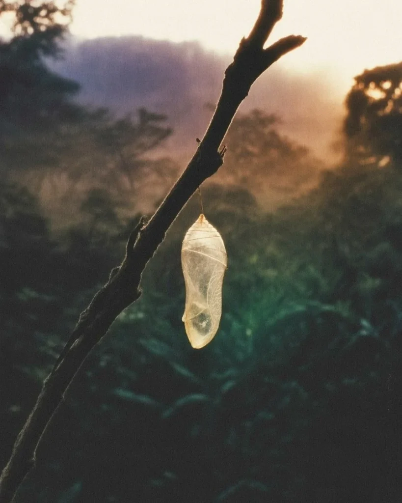 গভীর জঙ্গলে গাছের ডালে ঝুলে থাকা একটি স্বচ্ছ এবং খালি শুঁয়োপোকার খোসার (Cocoon) ছবি, যা শরীর এবং তাতে থাকা ভাড়াটে চেতনার মনস্তাত্ত্বিক রূপককে ফুটিয়ে তোলে।