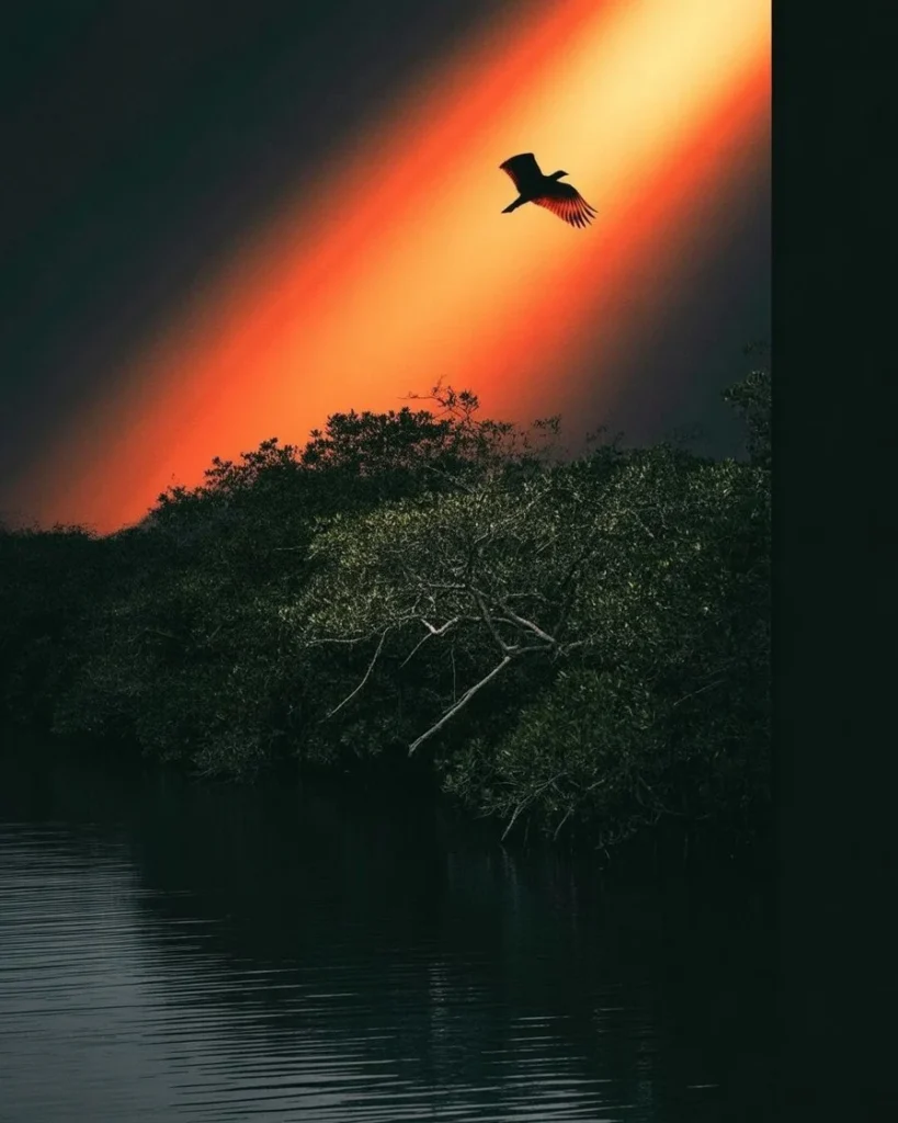 গোধূলির বিশাল আকাশে ডানা মেলা একটি নিঃসঙ্গ পাখির ছবি, যা মানুষের একাকিত্ব এবং জীবনের চিরন্তন একাকী যাত্রার মনস্তাত্ত্বিক রূপককে তুলে ধরে।