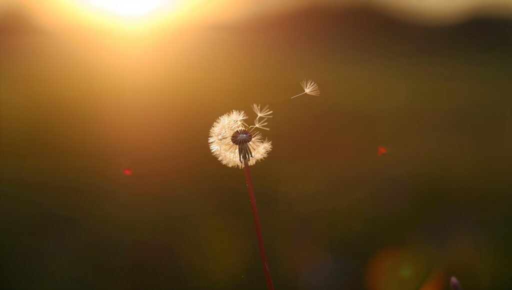 haydervoice childhood smell dandelion seed