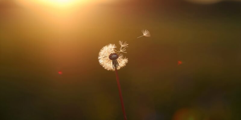 haydervoice childhood smell dandelion seed