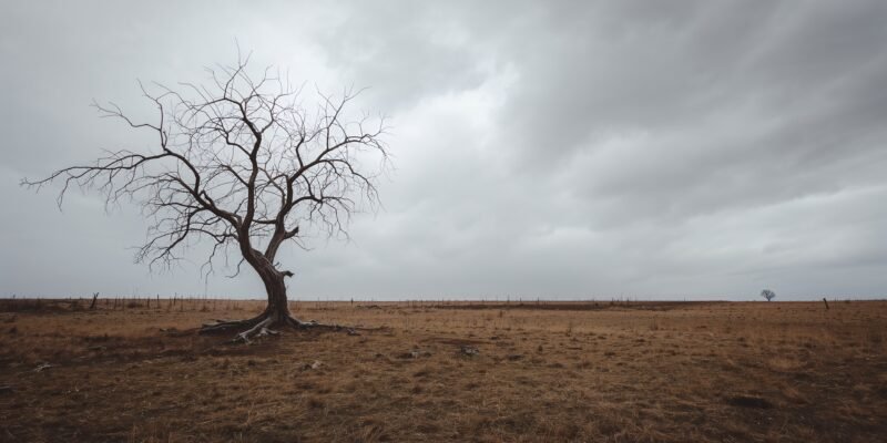 haydervoice dying alone isolation tree