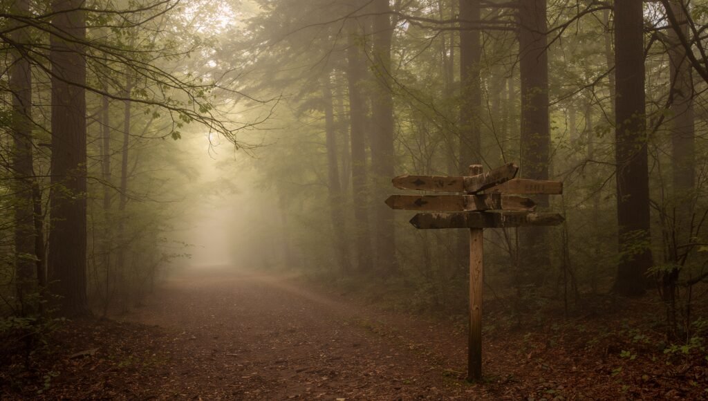 haydervoice information wisdom forest path
