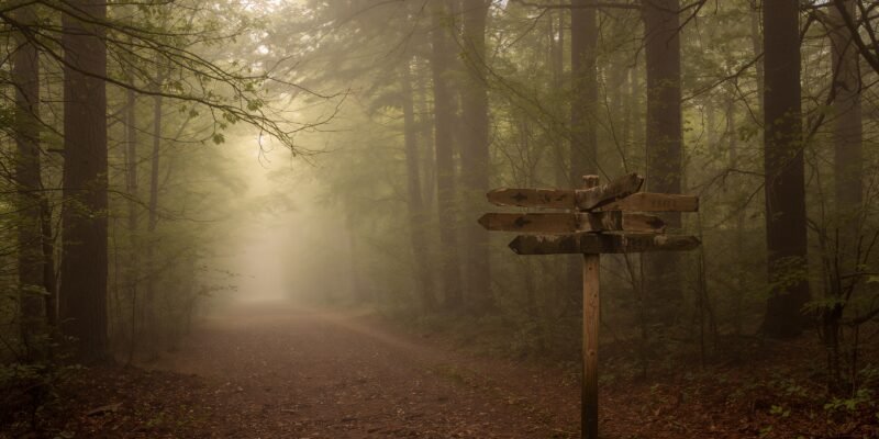 haydervoice information wisdom forest path