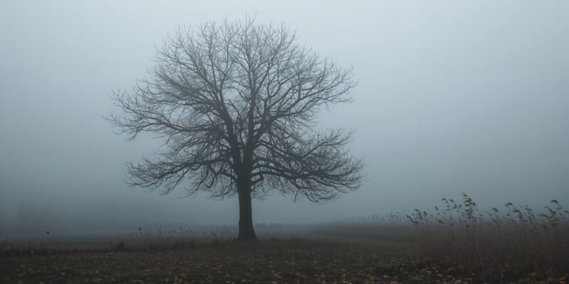 haydervoice last message autumn tree.jpg