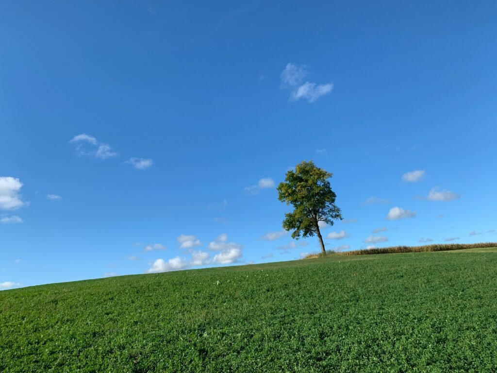 alone yet rooted