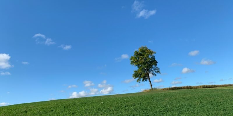 alone yet rooted