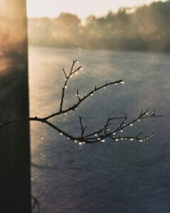 A bare branch with morning dew against misty sky, symbolizing quiet persistence and staying through seasons