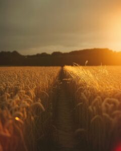 A divided path through a dead wheat field and living wild grass at golden hour — a metaphor for trusting God's guidance over the familiar, and following god's will through fear into the unknown.